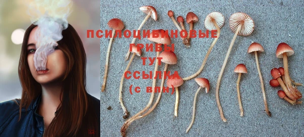 сатива Баксан